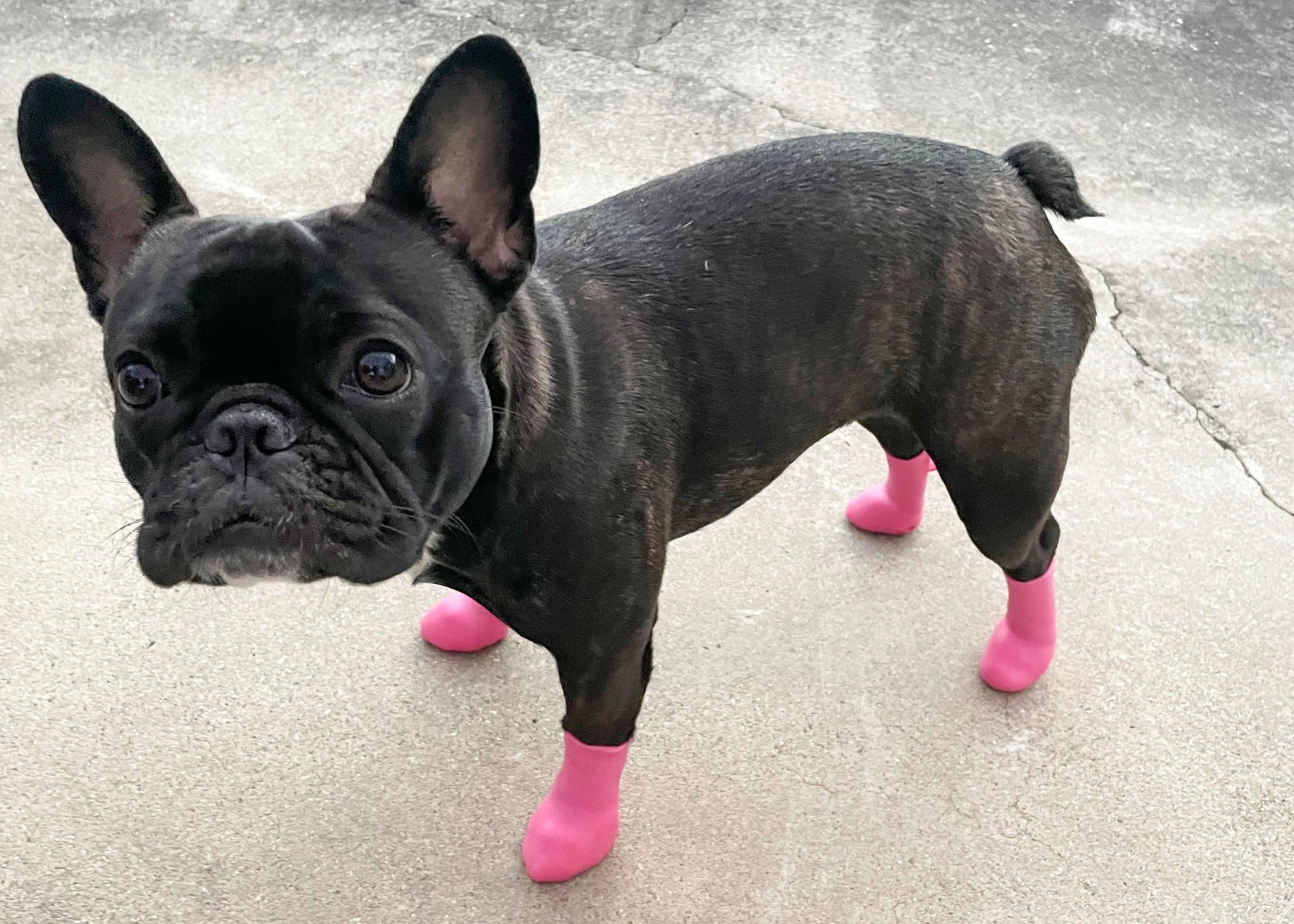 犬用靴 パウテクト Snsでも人気のレインブーツタイプから新カラー発売 株式会社ピカコーポレイションのプレスリリース 犬用靴 パウテクト Snsでも人気のレインブーツタイプから新カラー発売 株式会社ピカコーポレイションのプレスリリース