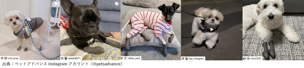 出典：ペットアドバンスInstagramアカウント（@petsadvance）