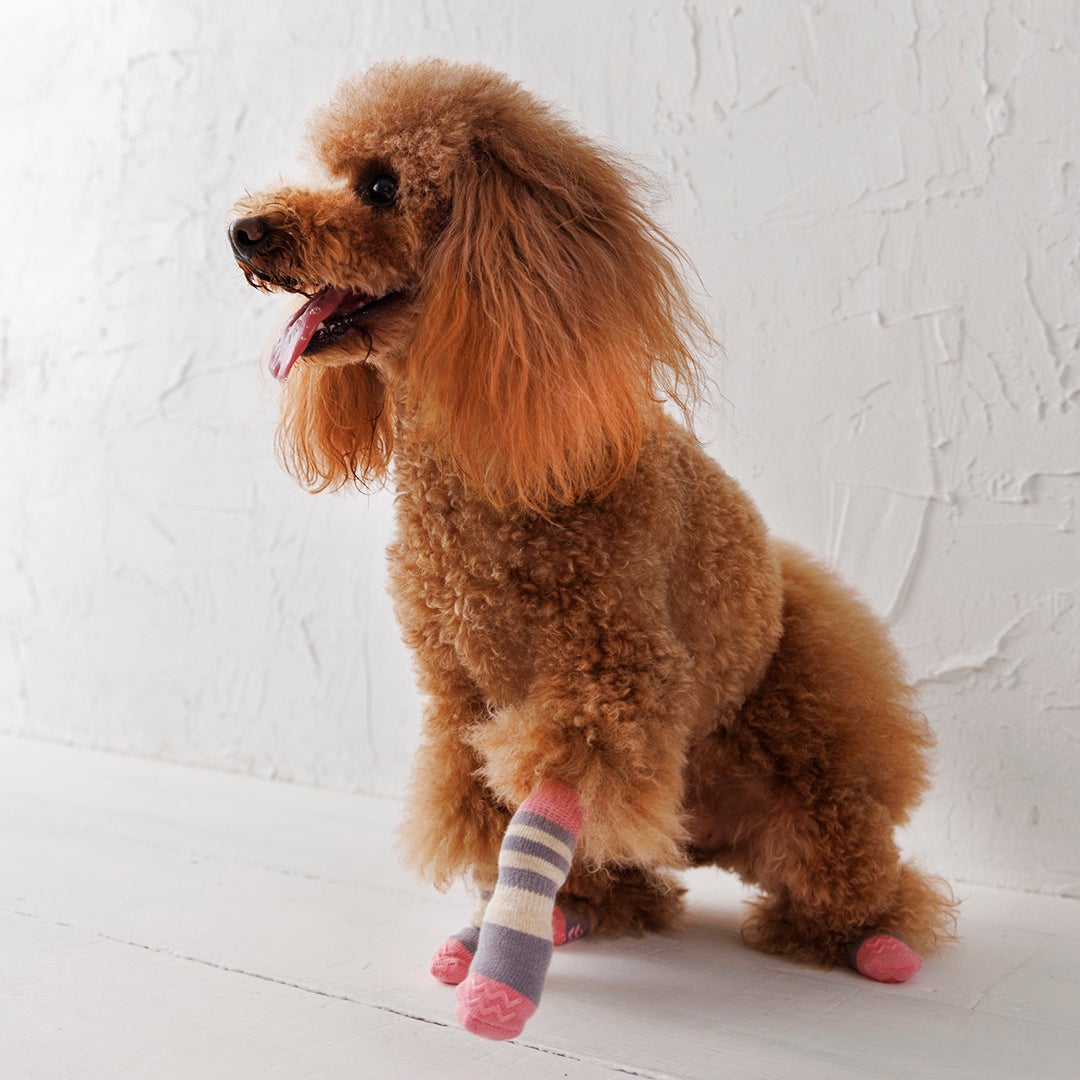 犬用靴ブランド「ペットアドバンス」今秋わんこイベントin横浜
