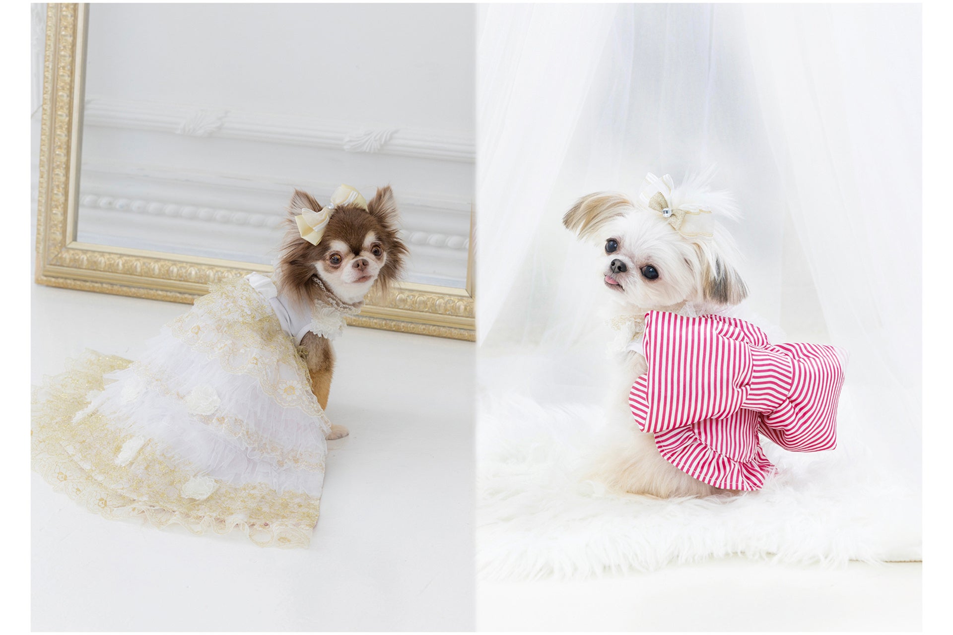 mimimerry犬用変身ドレス写真集!10犬種42頭が登場 mimimerry犬用変身ドレス写真集!10犬種42頭が登場