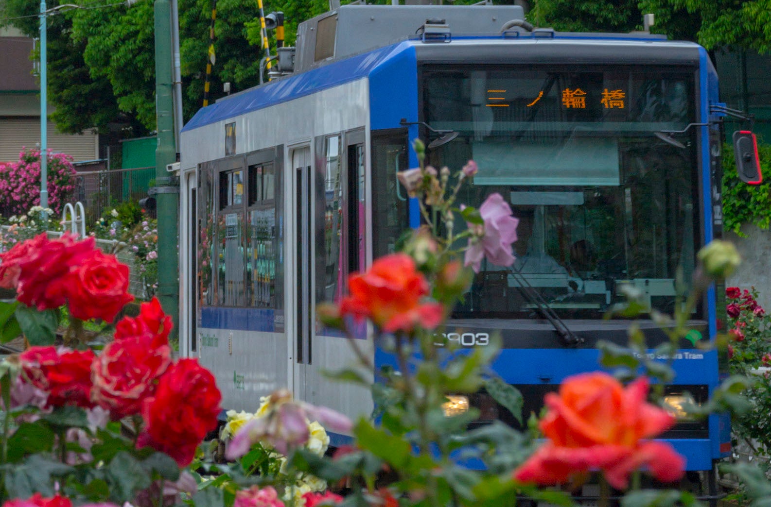 都電荒川線とバラの花