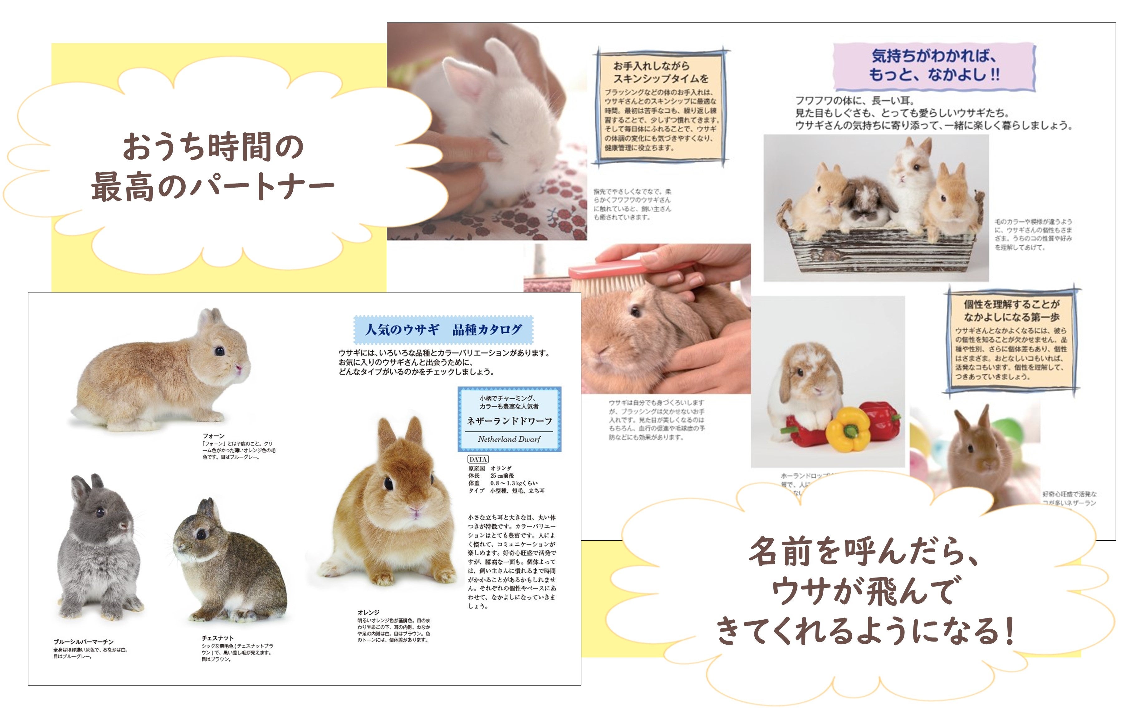 うさぎページ ウサギがうっとりするブラッシングのコツからウサ語講座まで！『ウサギ