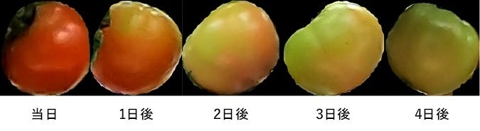 図３　収穫時期予測結果の例