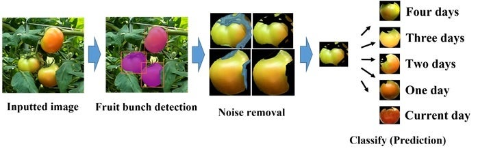 図１　収穫時期予測の流れ（入力画像→果房検出→ノイズ除去→収穫時期予想の分類）
