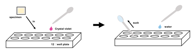 クリスタルバイオレット染色法によるバイオフィルム形成の測定