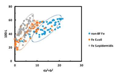 炭素鋼表面上に発生する大腸菌（E.coli）及び表皮ブドウ球菌（S.epidermidis）と色との関係