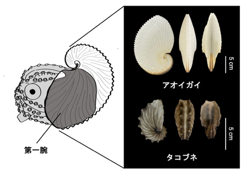 和歌山高専】「偽貝殻」を持つタコ・カイダコ類の200年間の謎に迫る 和歌山高専】「偽貝殻」を持つタコ・カイダコ類の200年間の謎に迫る