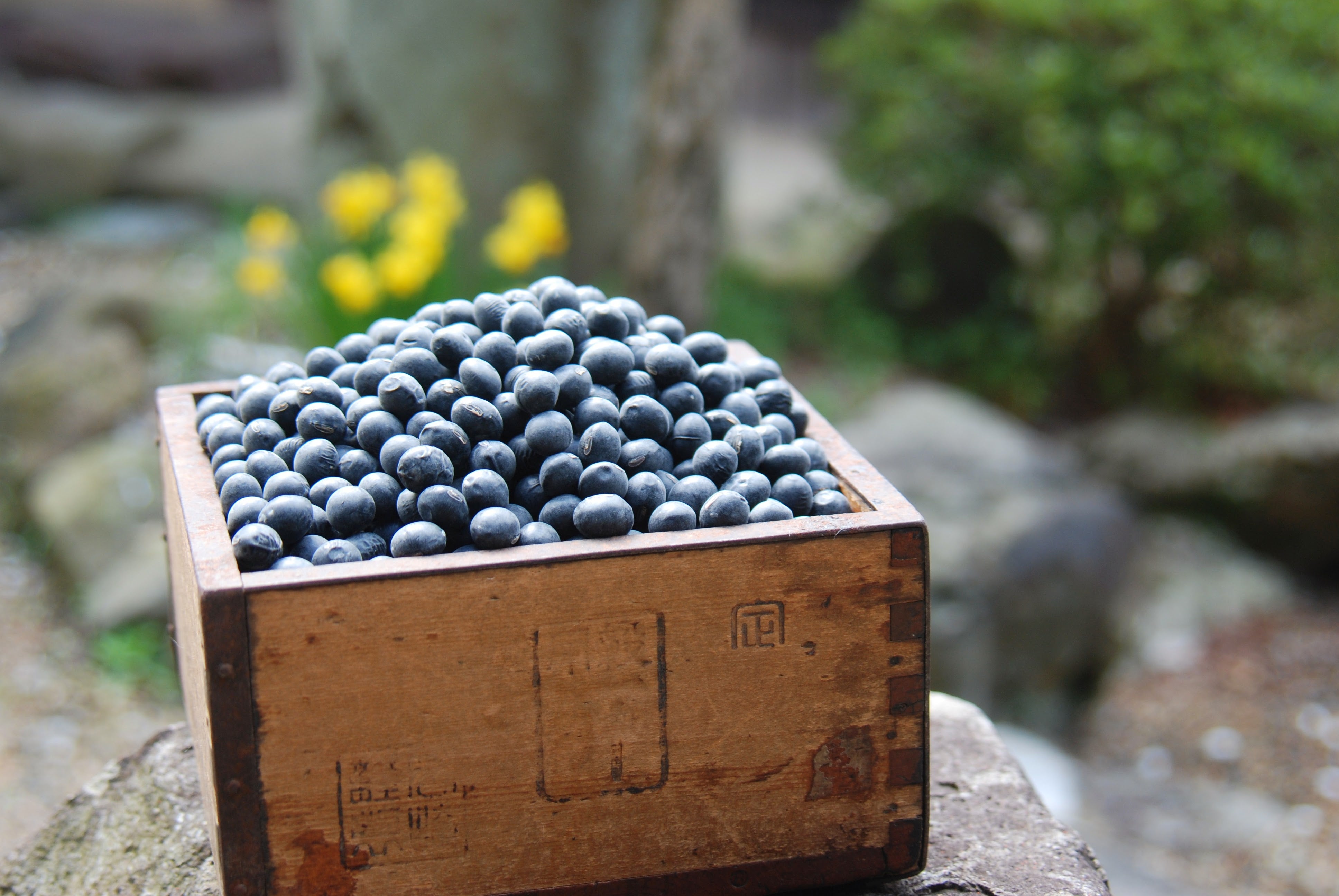 最上級の篠山産丹波黒大豆
