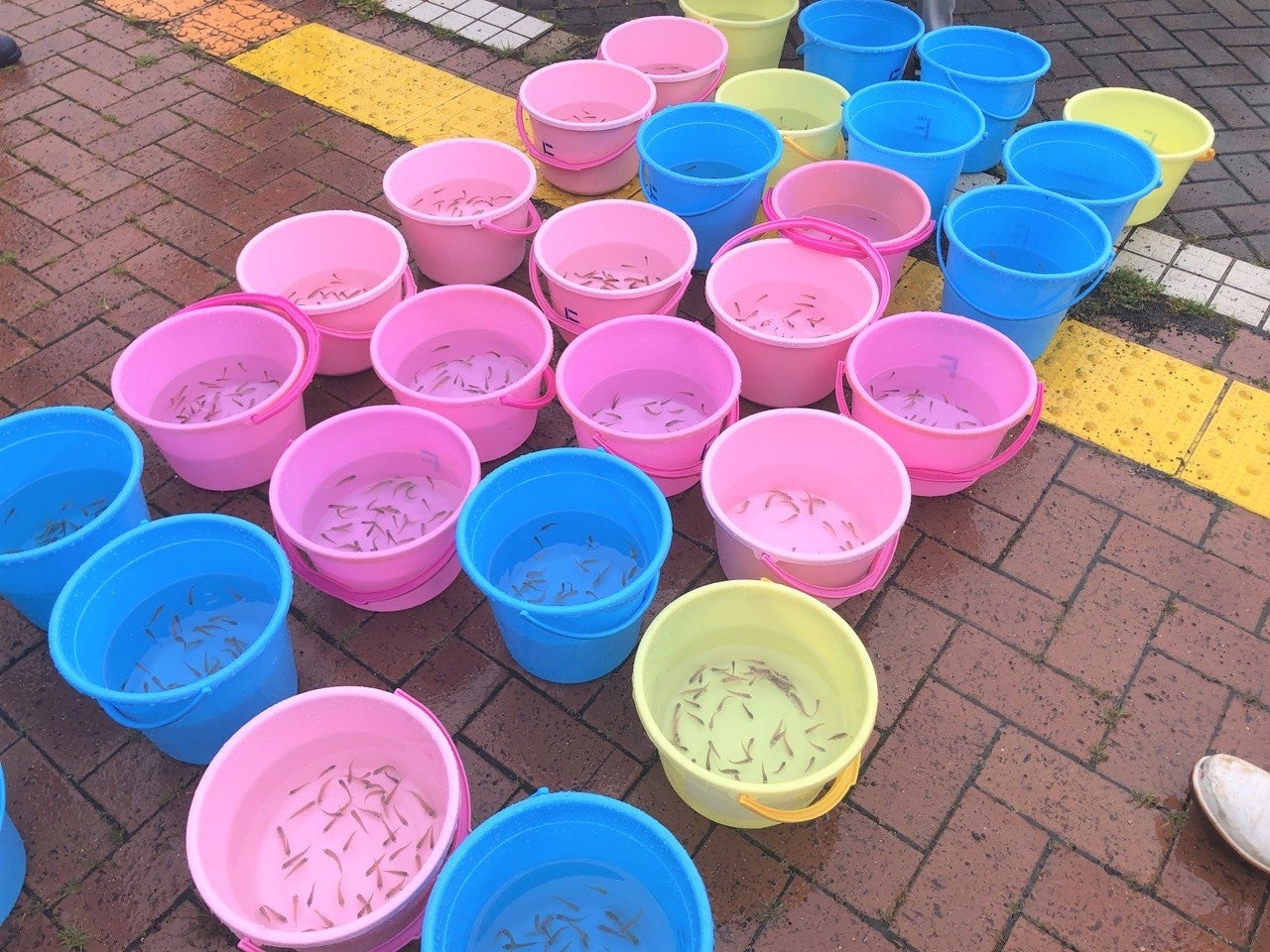 真鯛の稚魚2,000匹