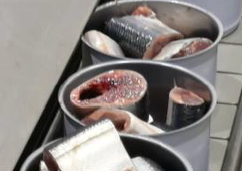 新鮮なさんまを缶詰にパック