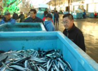 目利きが選んださんまを魚市場から直送