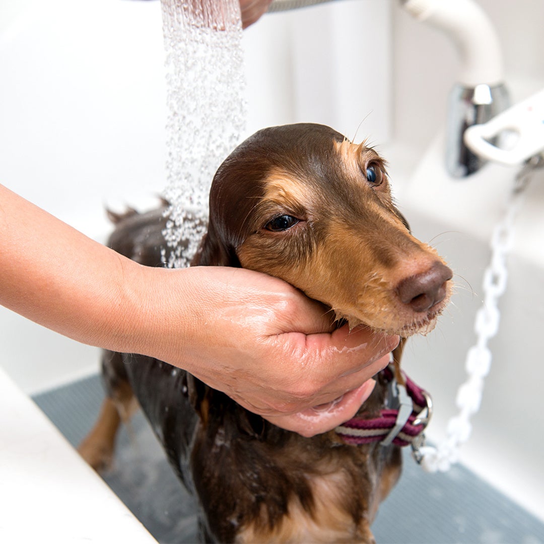 ペットライフスタイル　Bonito