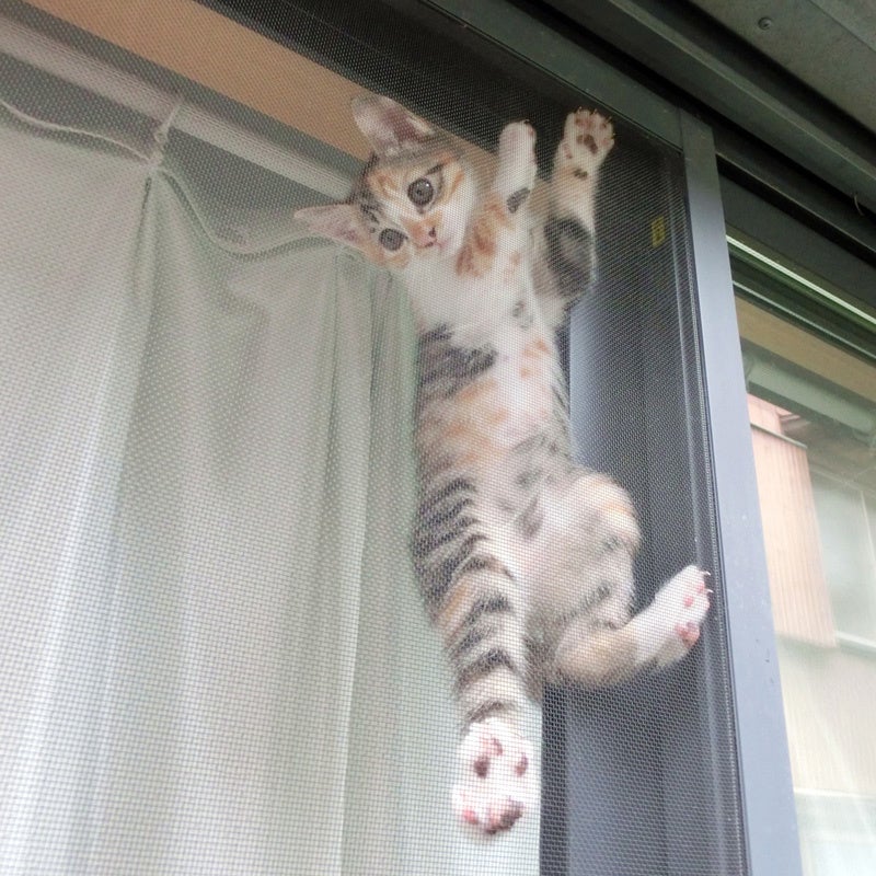 長尾木鋼　破れない網戸