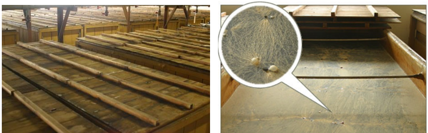 発酵槽　　　　　　　　　　　　　　　　　　　　　　　　　液面が菌膜に覆われた状態