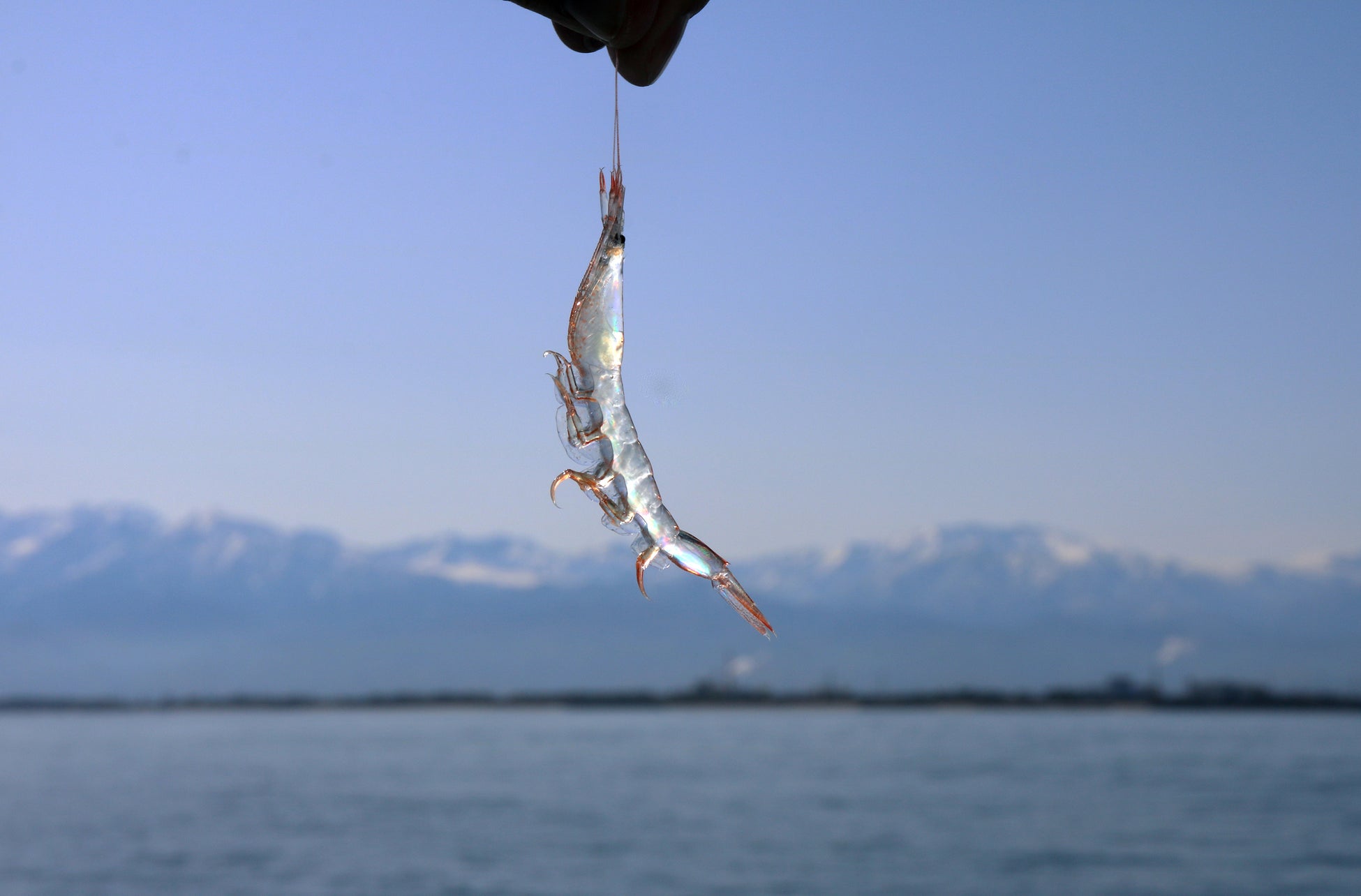 富山湾の宝石 しろえび