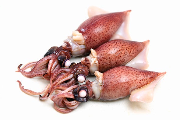 ほたるいかイメージ