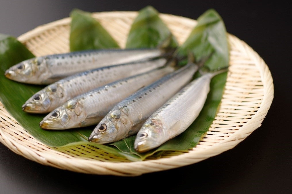 大トロいわし２