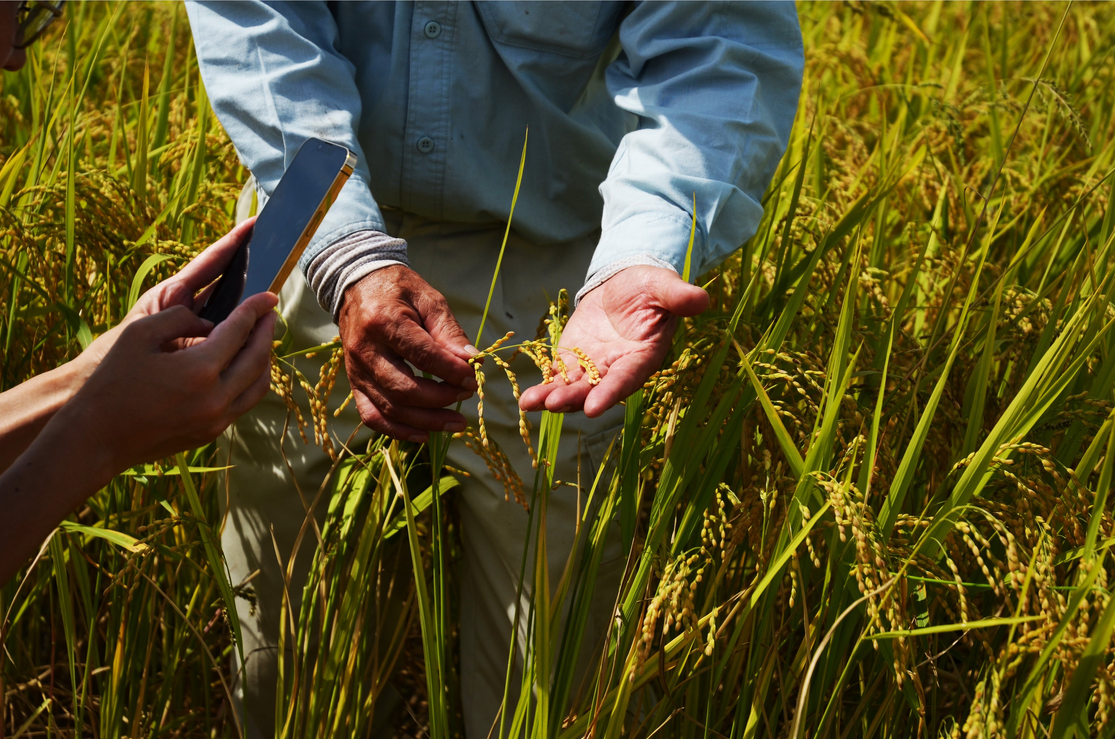 2022年９月中旬 稲刈りを迎えたアイガモロボ米