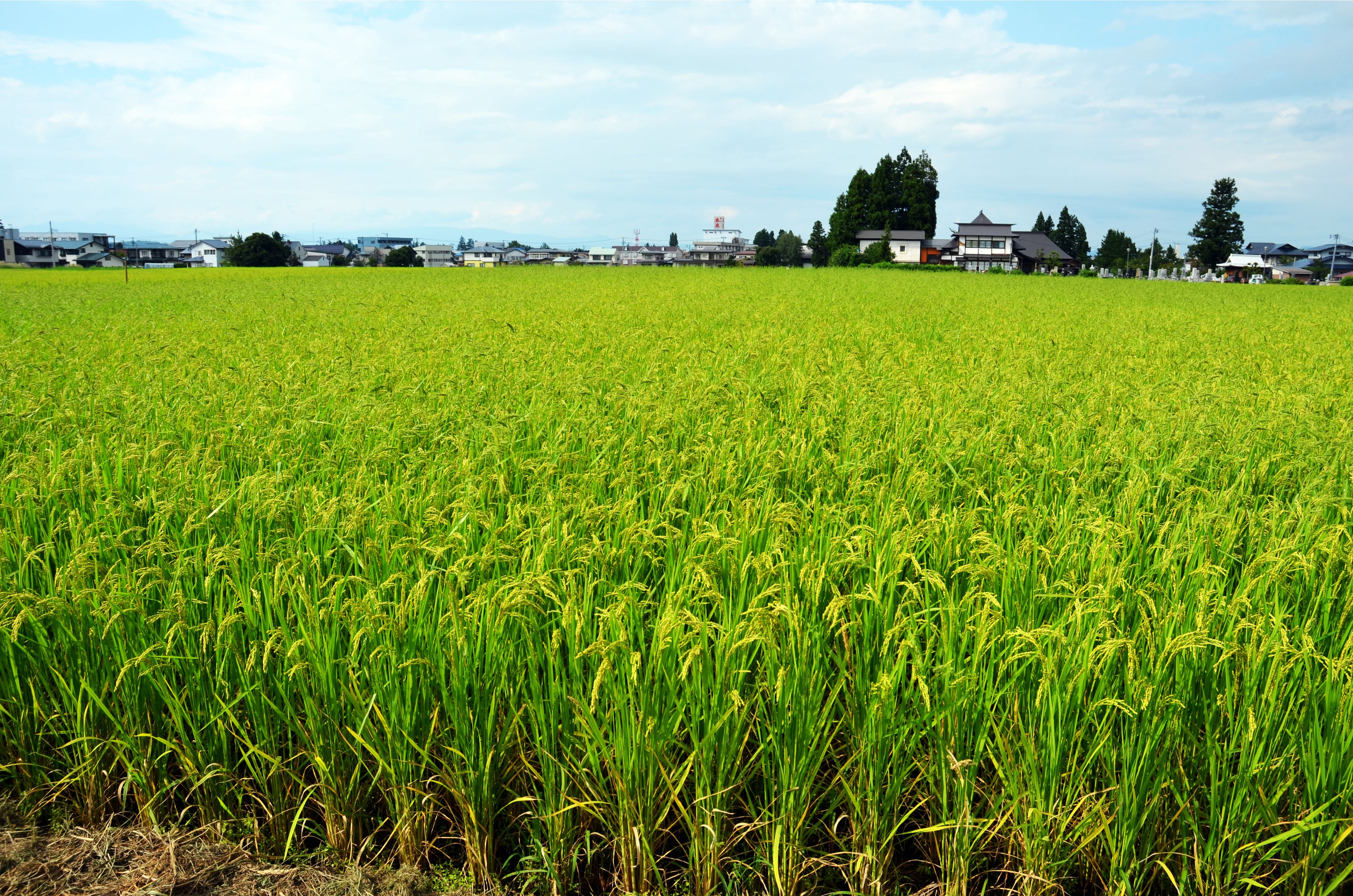 2022年８月下旬 アイガモロボ米成長の様子