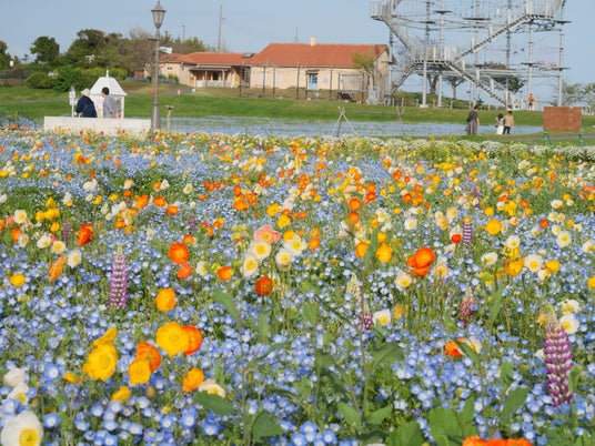 【横須賀・ソレイユの丘】約55万本のネモフィラが今週末から見頃へ。青いオムライスやソフトなど春限定“ネモフィラフード”も登場!絶景&グルメを満喫。 【横須賀・ソレイユの丘】約55万本のネモフィラが今週末から見頃へ。青いオムライスやソフトなど春限定“ネモフィラフード”も登場!絶景&グルメを満喫。