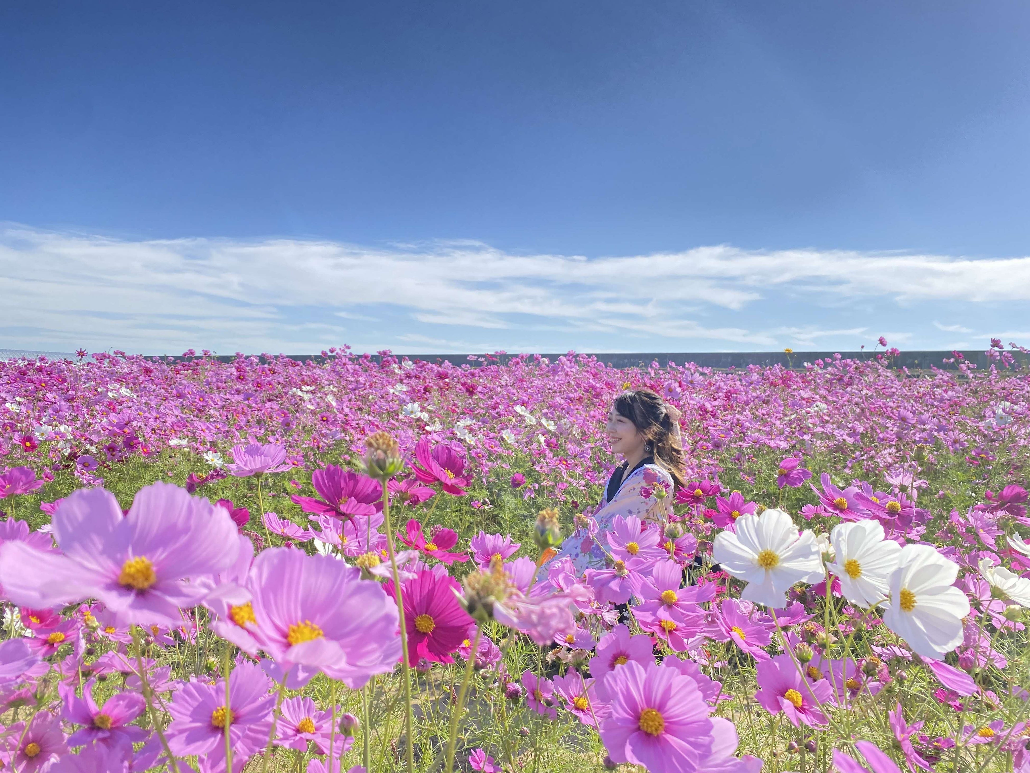 【日比谷花壇×山口県】100万本のコスモスが咲き誇る秋の花畑散策や花き生産現場見学、和紙づくり体験や地ビール・美食を巡る。五感をゆさぶる秋の花旅「やまぐちフラワーツーリズム」を11月に開催決定！