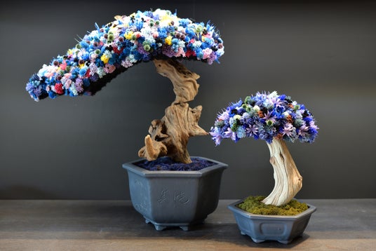 色鮮やかなドライフラワーが織りなす一点物の盆栽アート『HANA BONSAI』誕生!日比谷花壇 帝国ホテル店・なかのしま本店にて販売開始。 色鮮やかなドライフラワーが織りなす一点物の盆栽アート『HANA BONSAI』誕生!日比谷花壇 帝国ホテル店・なかのしま本店にて販売開始。