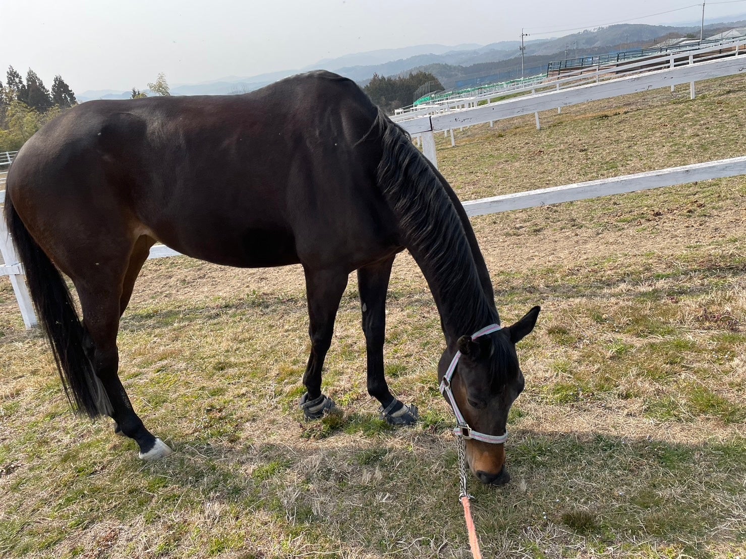 引退競走馬のゲヴュルツ（鹿児島生まれ）