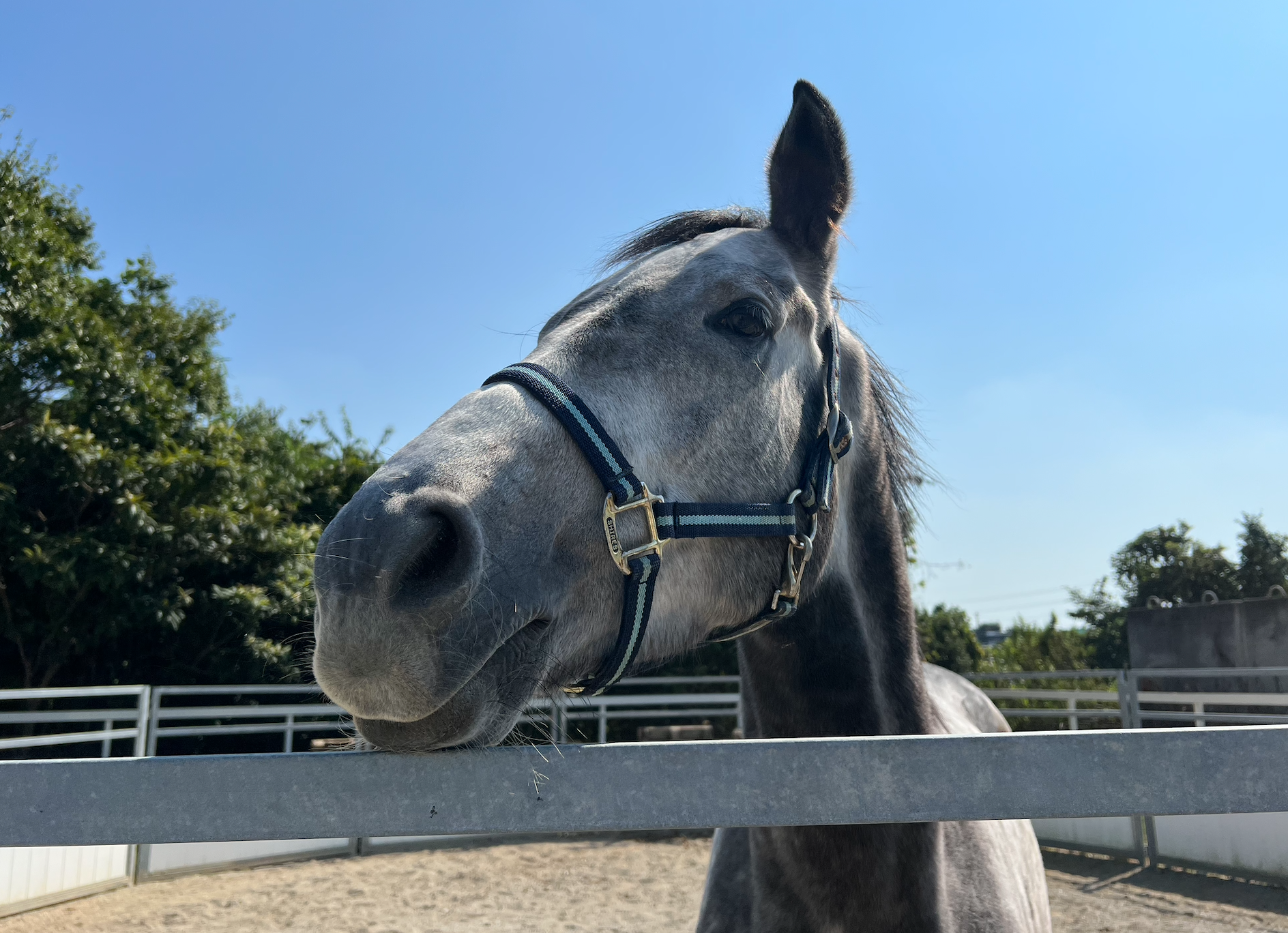 サトノグリアン