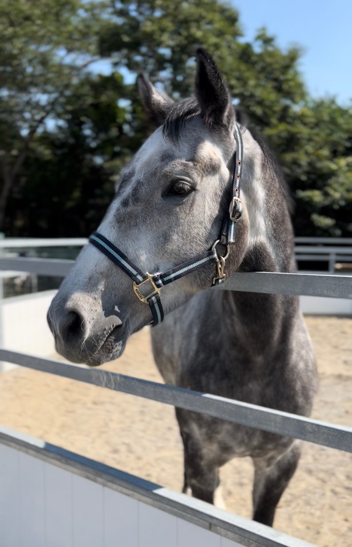 サトノグリアン