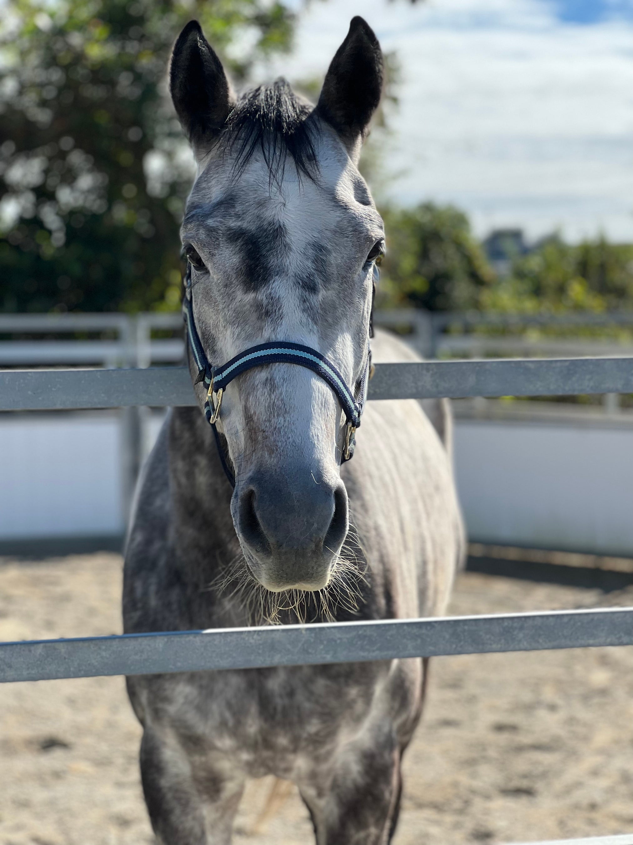 引退競走馬のサトノグリアン（アイルランド生まれ）