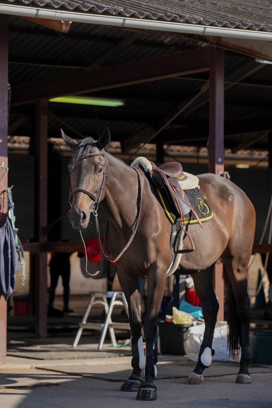 引退競走馬のゲヴュルツ（鹿児島生まれ）