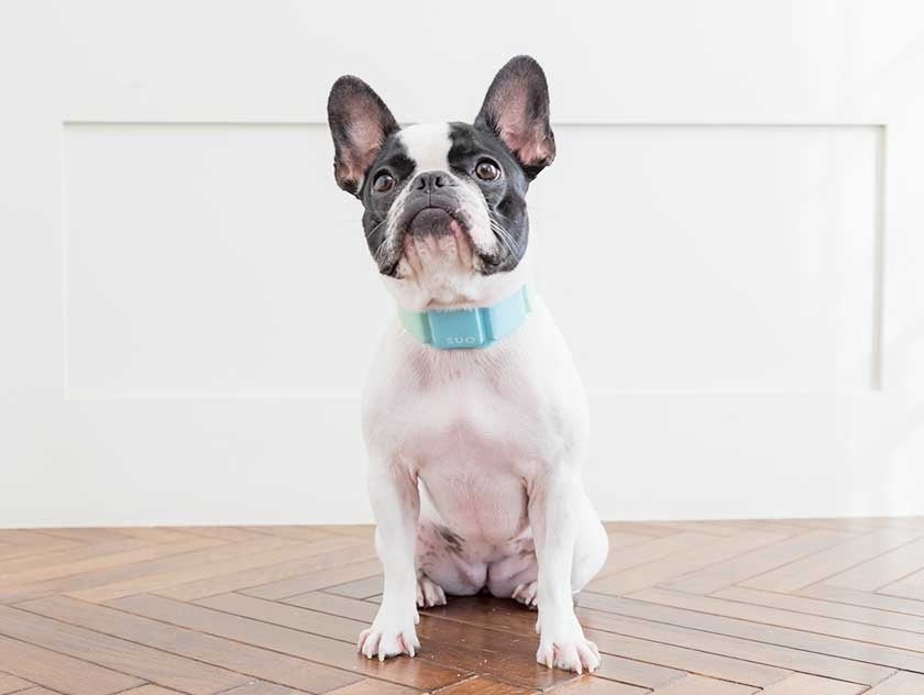 SUO 256 ICE for dogs SUOバンドgradation　ピスタチオグリーン