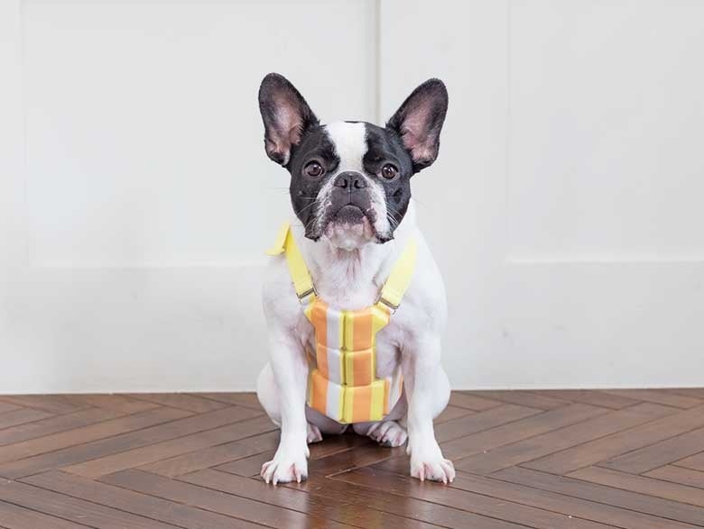 SUO 256 ICE for dogs クールベスト　オレンジ