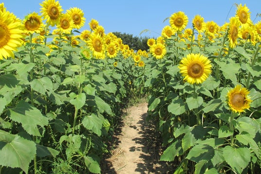 【加賀温泉郷】さあ、夏休み☆親子で食べて遊んで大冒険!! 【加賀温泉郷】さあ、夏休み☆親子で食べて遊んで大冒険!!