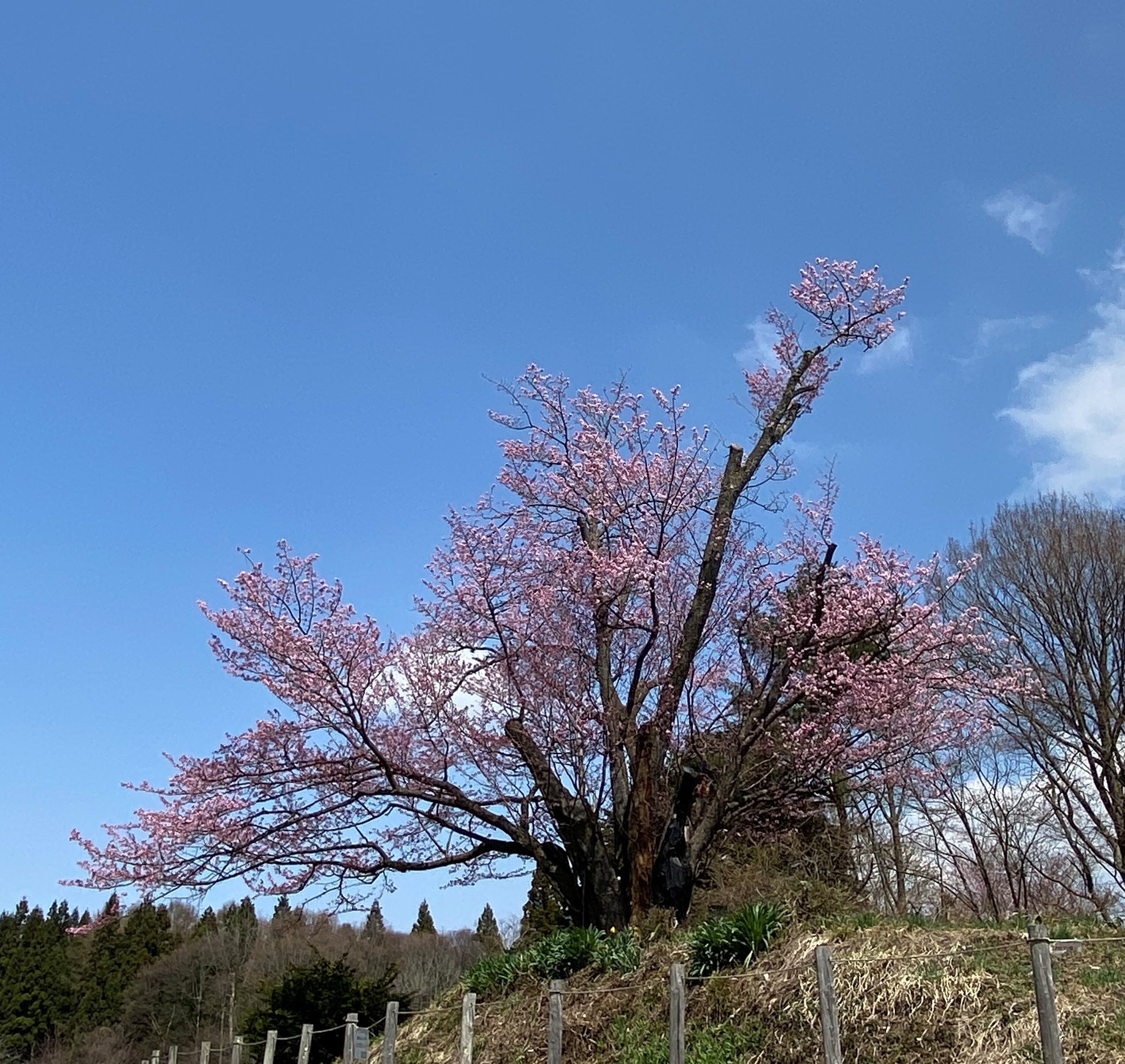 地蔵久保のオオヤマザクラ