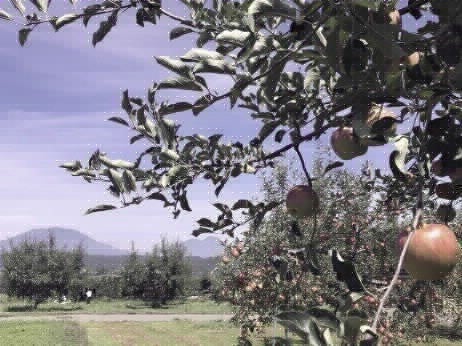 飯綱町のりんご