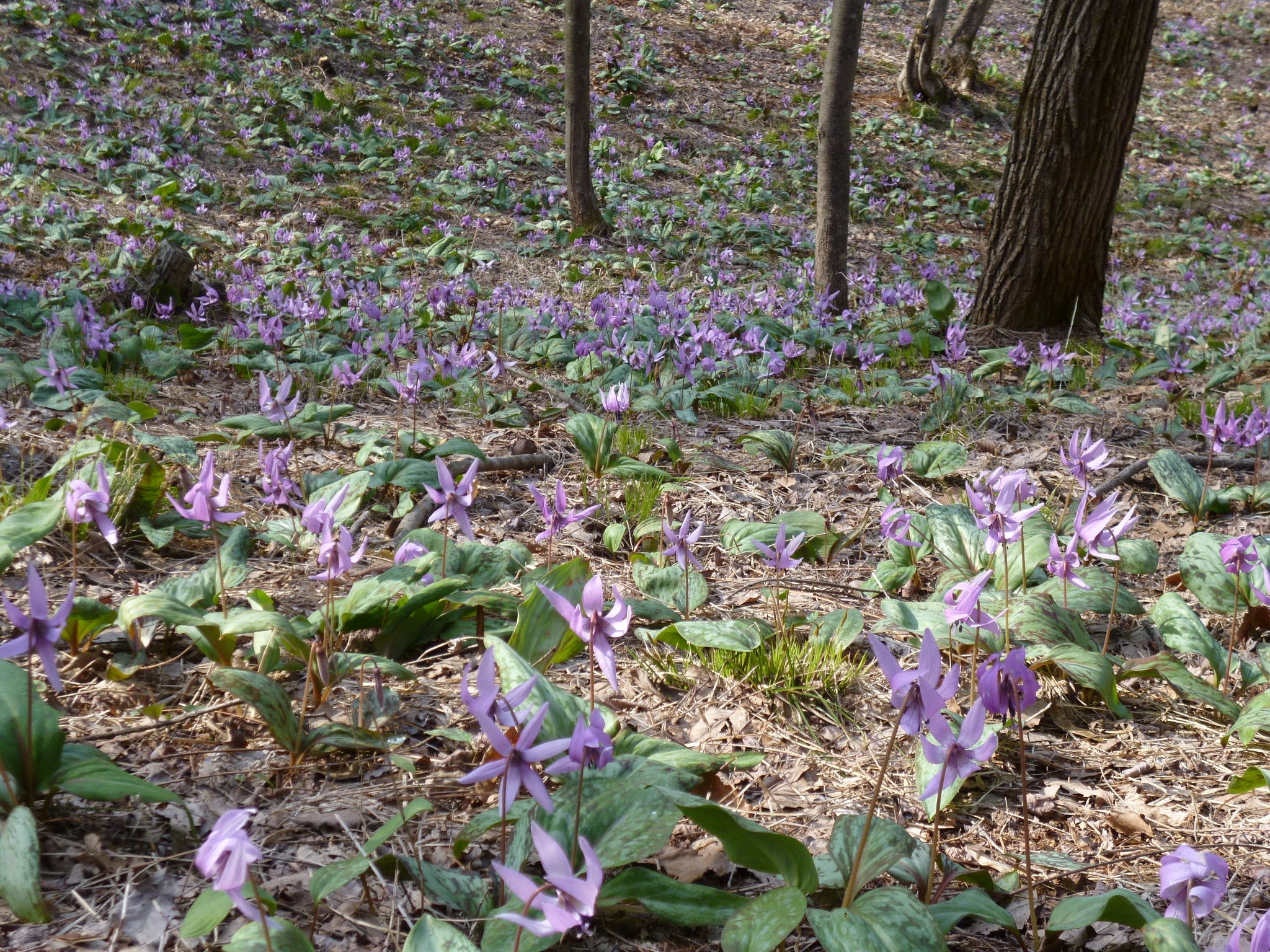 咲き誇るカタクリ