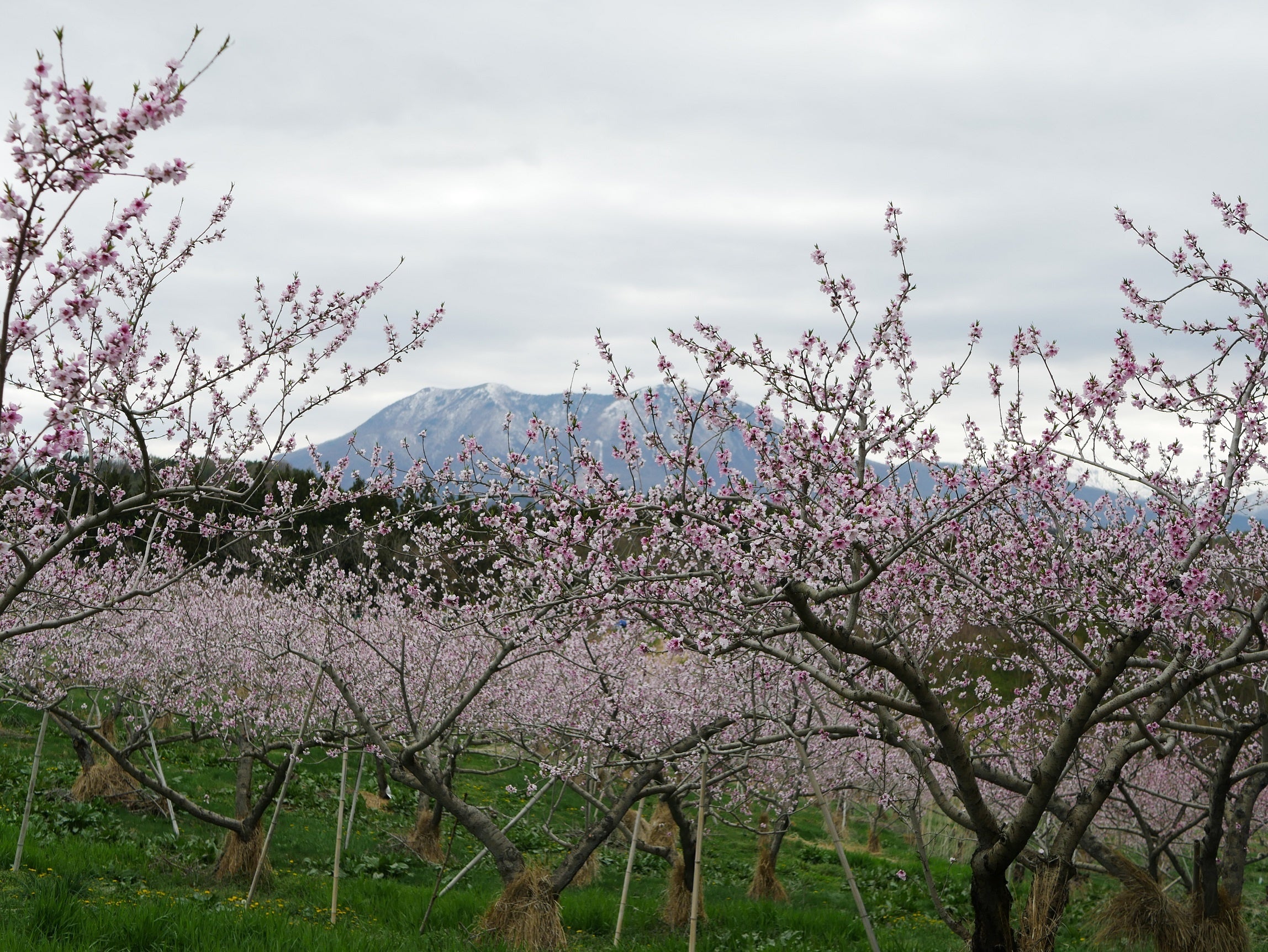 飯綱町の花と味覚を同時に楽しむ いいづなまち花めぐり22を開催中 飯綱町のプレスリリース