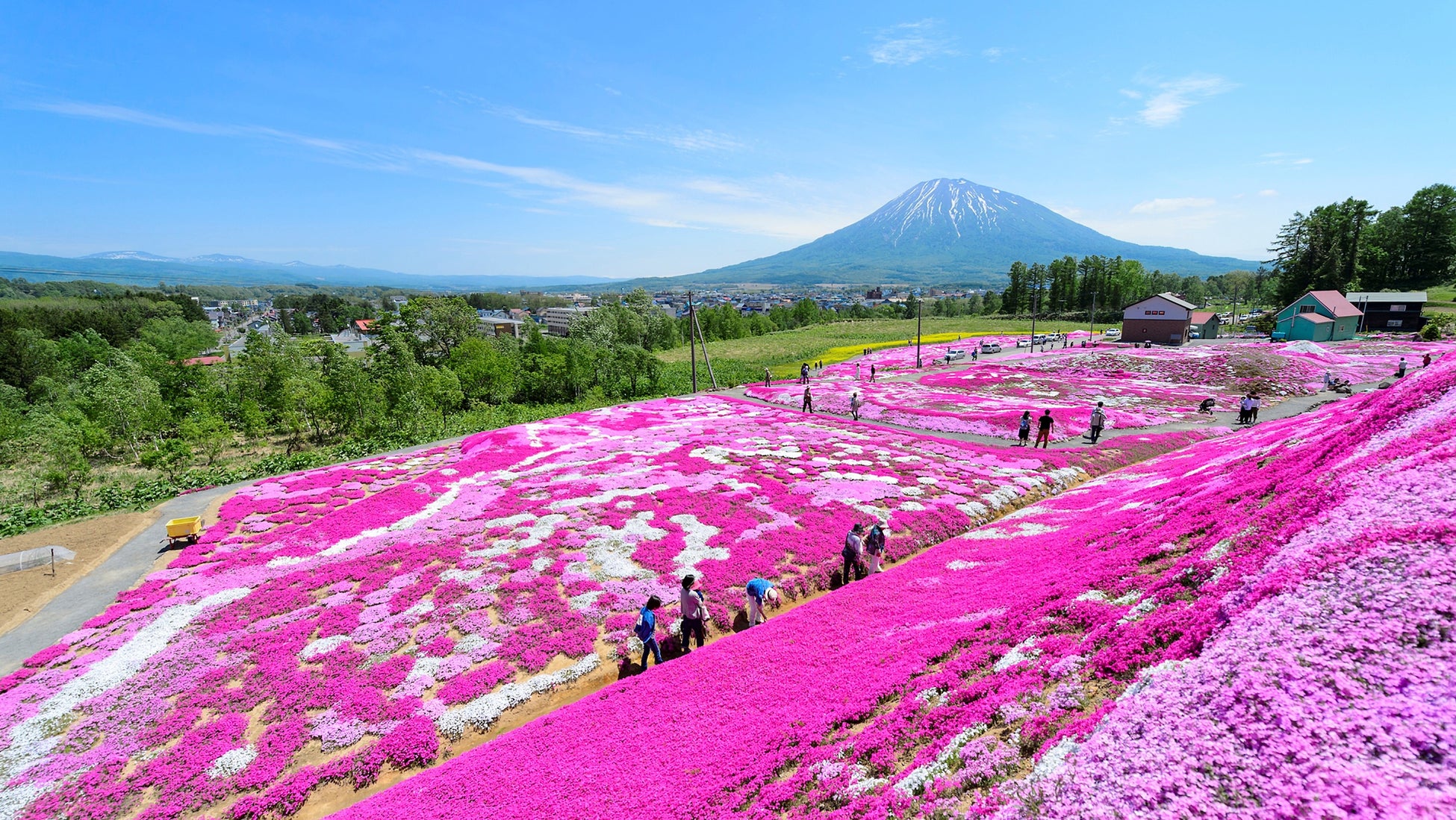 芝ざくら庭園