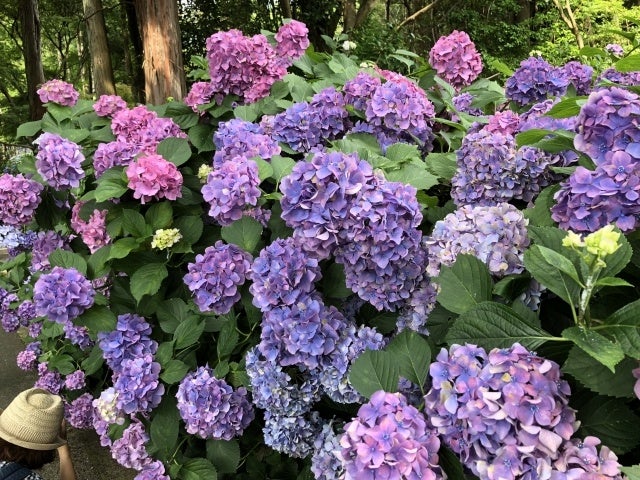 阿弥陀寺・あじさい祭り
