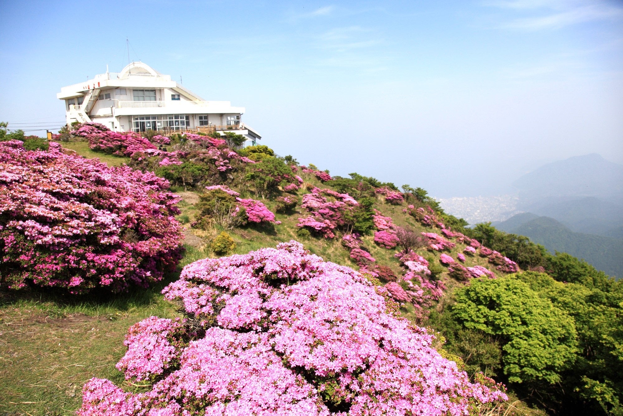天然記念物・ミヤマキリシマ