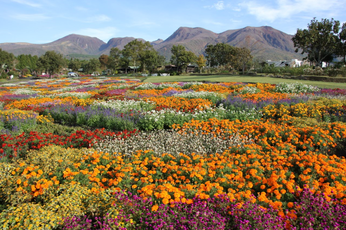 くじゅう花公園