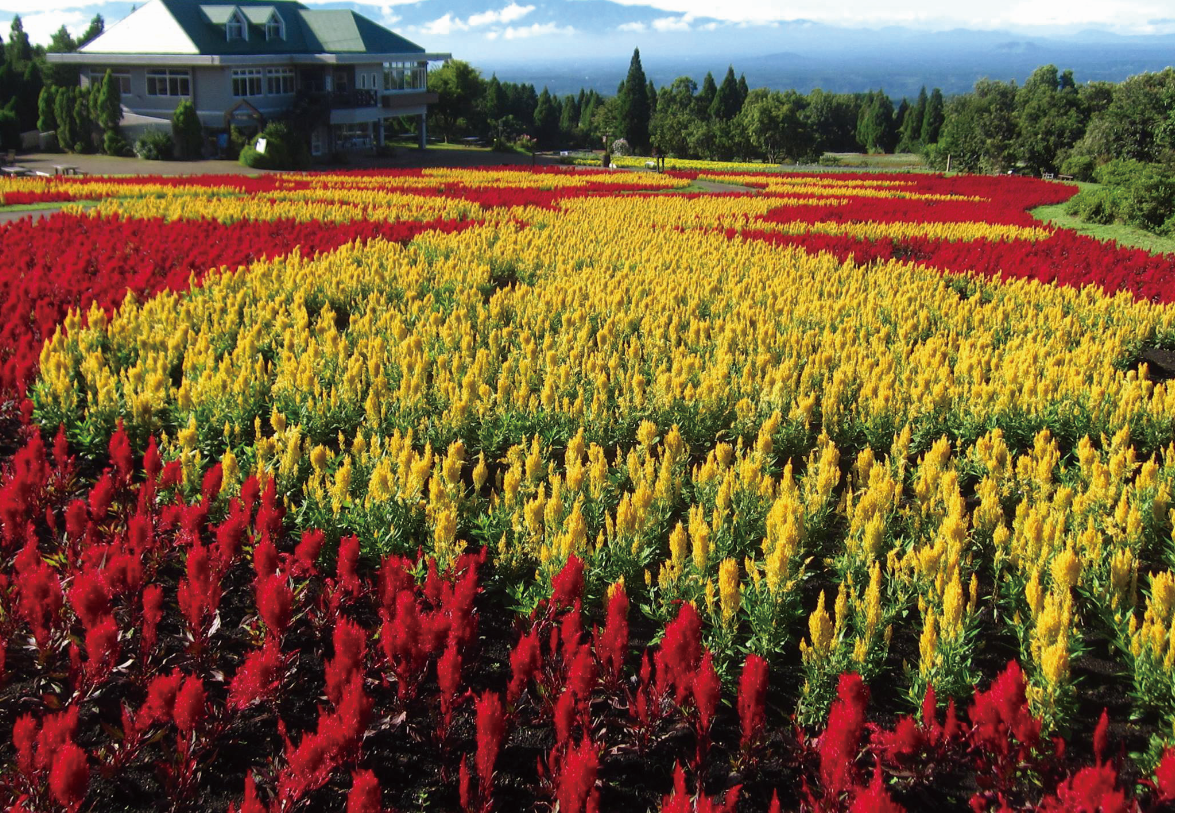 くじゅう花公園