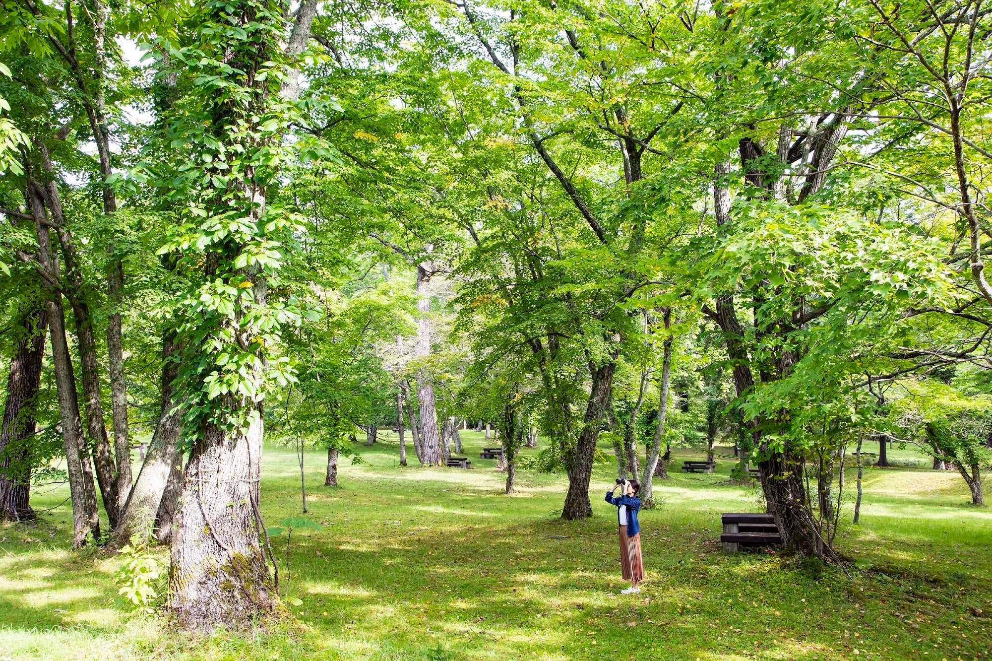 園地（イメージ）