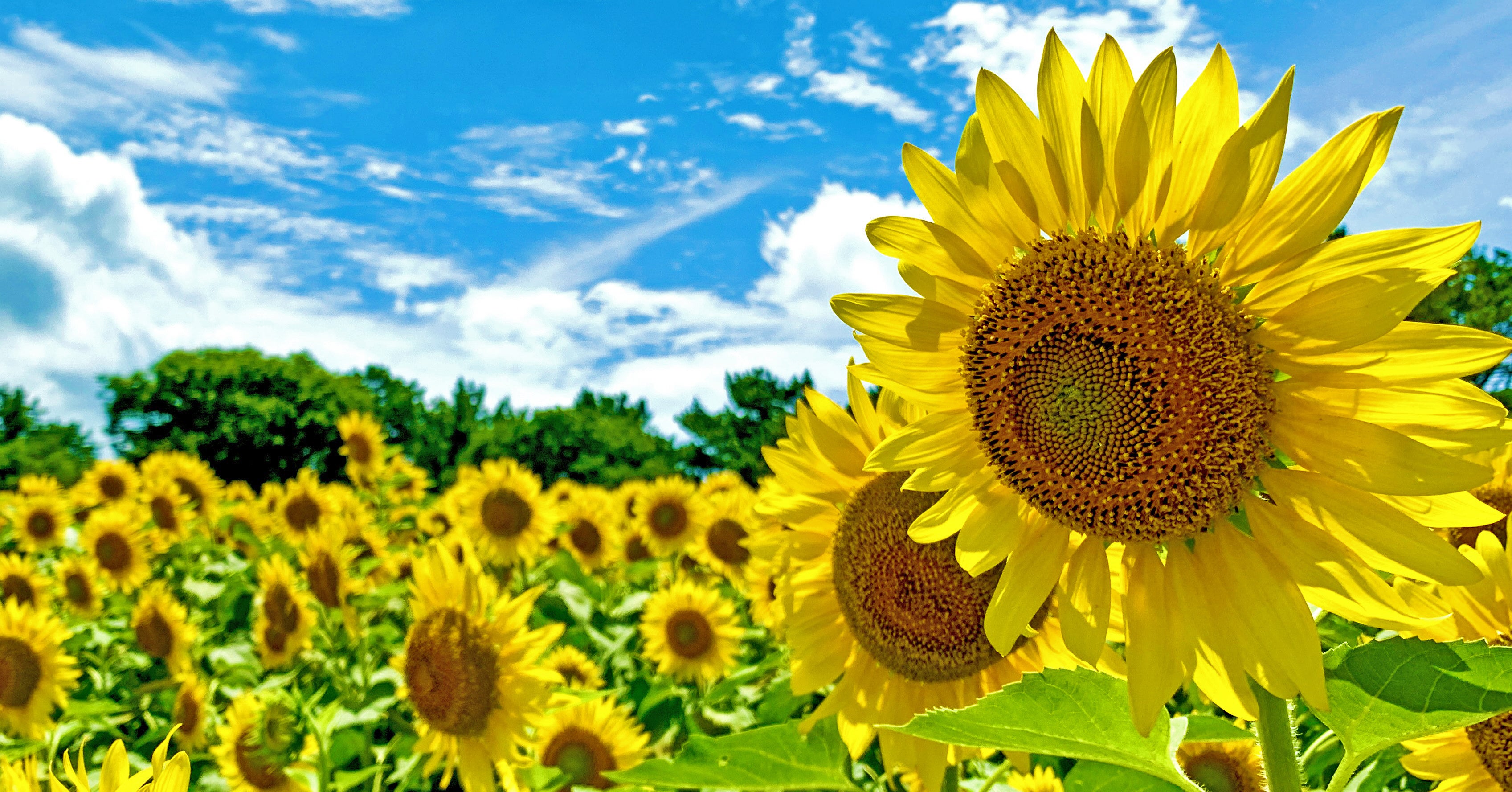 「ACAO SUMMER FOREST」で夏の花々に彩られた祭典を開催！ワークショップやフォトコンテストも。期間限定のカフェやフードショップも登場。