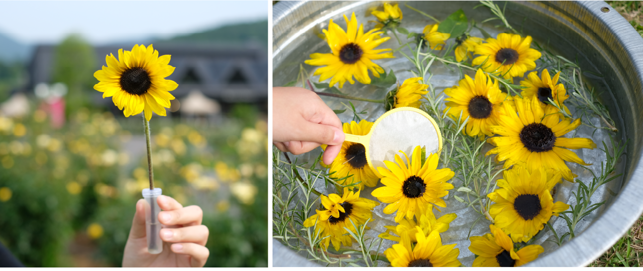 ヒマワリ一輪摘み（左）とヒマワリ花すくい