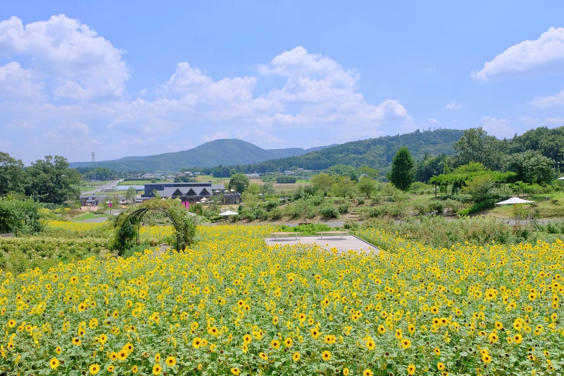 10万輪のヒマワリ畑 いばらきフラワーパークの ひまわりと過ごす里山の夏休み 花摘み体験や花 すくいも 茨城県フラワーパーク指定管理業務共同事業体のプレスリリース 10万輪のヒマワリ畑 いばらきフラワーパークの ひまわりと過ごす里山の夏休み 花摘み体験や花 すくいも 茨城県フラワーパーク指定管理業務共同事業体のプレスリリース