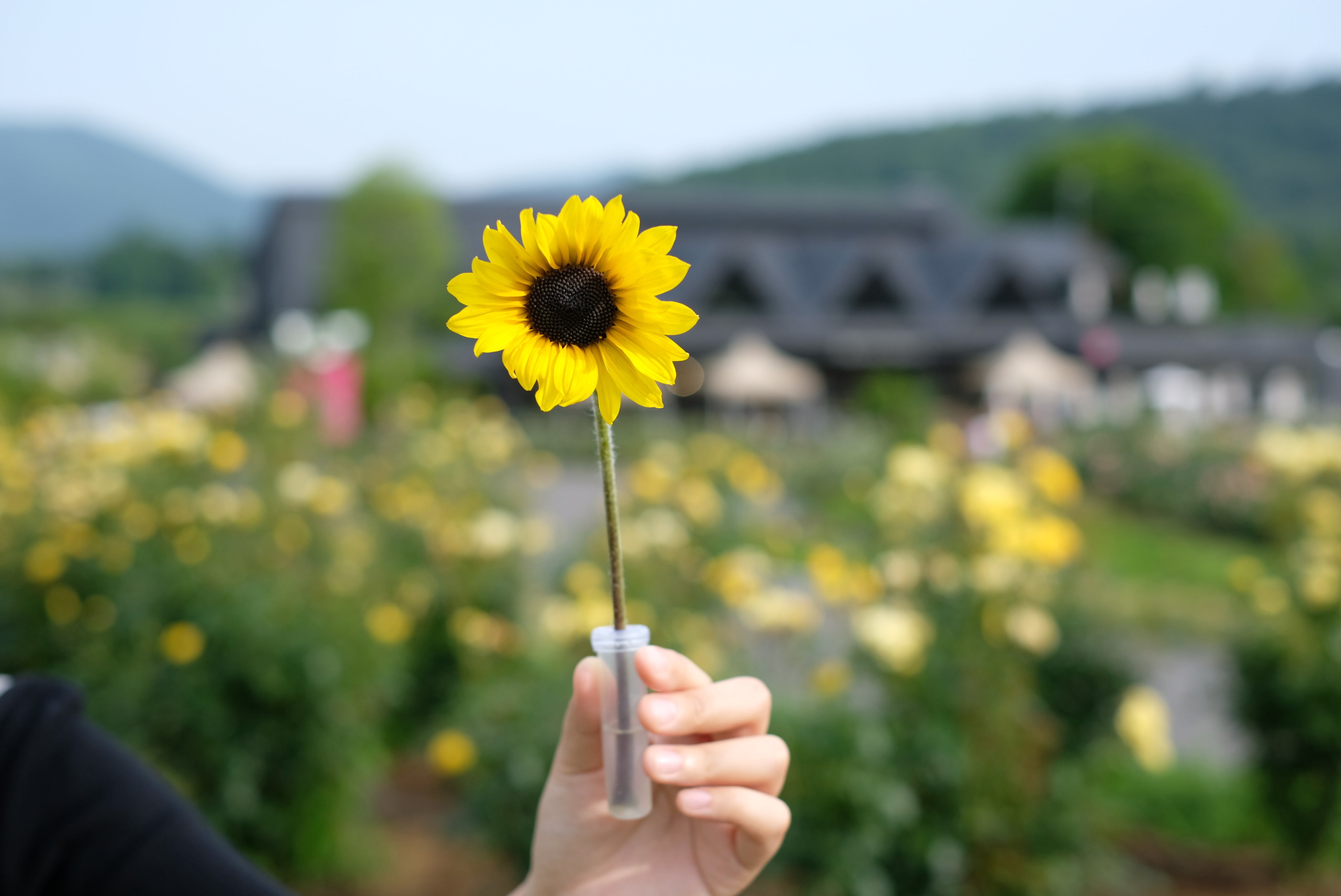 ヒマワリ一輪摘み