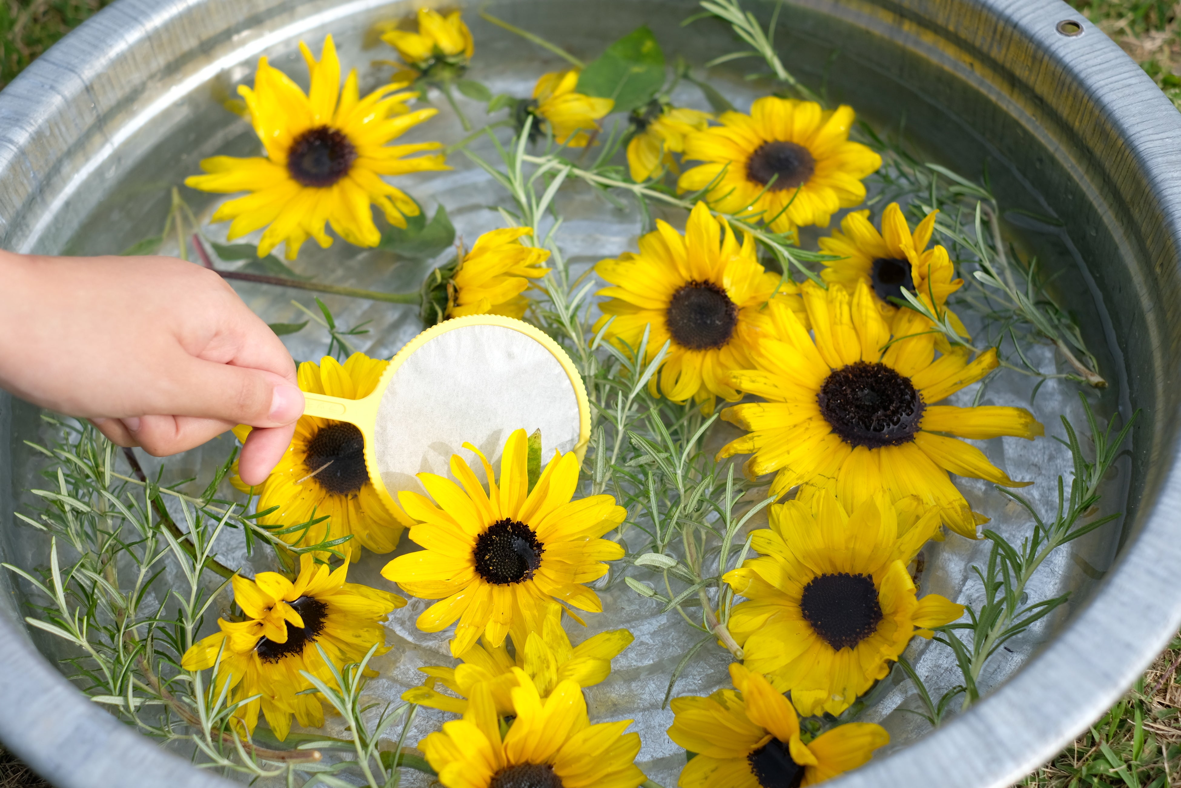 ヒマワリ花すくい