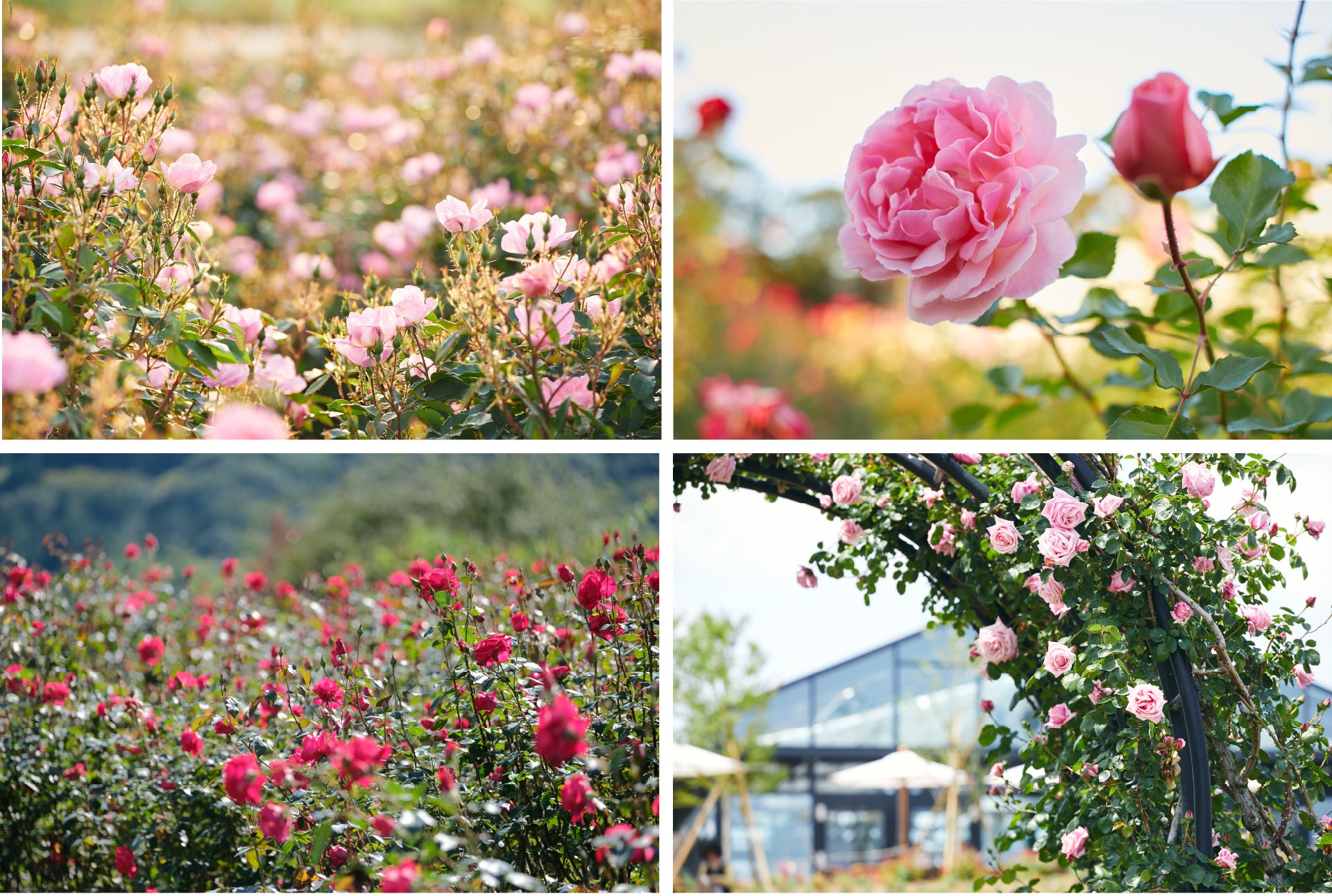 いばらきフラワーパーク 一年で最もバラが美しい 春バラのシーズンが5月14日 土 からスタート リニューアルから一周年を迎えた園内で 春バラ に魅せられる時間 をお過ごしください 茨城県フラワーパーク指定管理業務共同事業体のプレスリリース いばらきフラワーパーク 一年で最もバラが美しい 春バラのシーズンが5月14日 土 からスタート リニューアルから一周年を迎えた園内で 春バラ に魅せられる時間 をお過ごしください 茨城県フラワーパーク指定管理業務共同事業体のプレスリリース